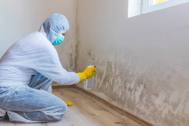 Licensed Mold Inspection service in Princeton Junction, NJ - WQB Mold Removal